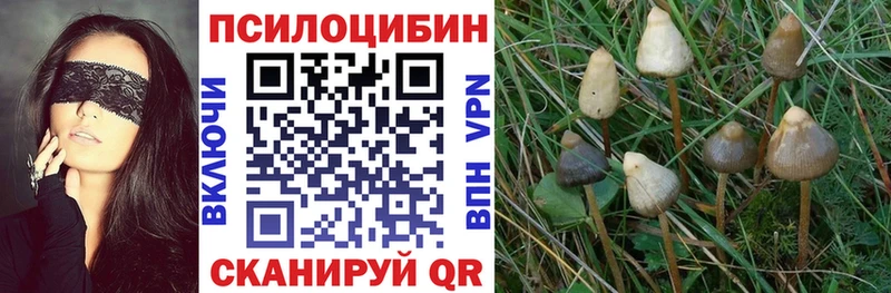 Псилоцибиновые грибы мухоморы  где купить наркоту  Хасавюрт 